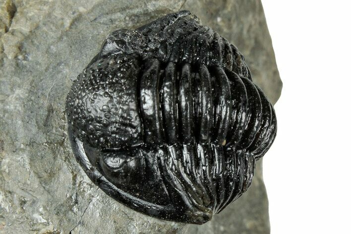 Detailed Proetid (Gerastos) Trilobite Fossil - Morocco #325858